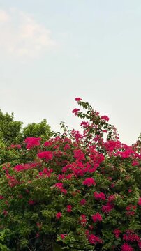 Bougainvillea flowers swaying in the wind under a clear sky with negative space above