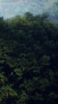 A thick forest of green trees fills the frame from a high angle. Sunlight shines through the leaves, creating patterns in the shadows. The scene captures natures beauty and density.