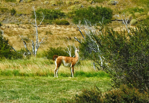 A wild guanaco standing among green grass and shrubs in Torres del Paine National Park, Patagonia, Chile