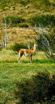 A wild guanaco standing among green grass and shrubs in Torres del Paine National Park, Patagonia, Chile