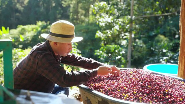 Coffee cherries harvest in farmer hands over basket in coffee plantation, manual picking process in agricultural production, fresh ripe coffee berries for beverage industry and sustainable farming.