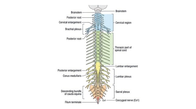 Anatomical diagram of human spine regions nerve roots and plexuses in clinical medical style.