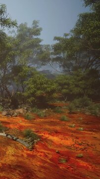 A red soil landscape shows trees in fog during sunrise. The mist slowly rises and covers the ground. The plants and rocks are scattered across the earth.