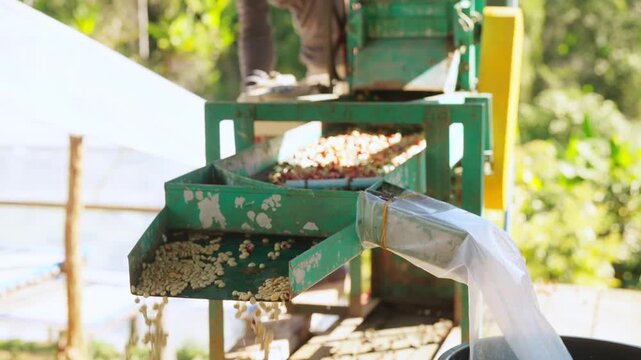 Coffee beans shell removal process in wet coffee processing factory, Asian man coffee farm worker sorting depulped coffee beans from shelling machine, quality control in agricultural industry