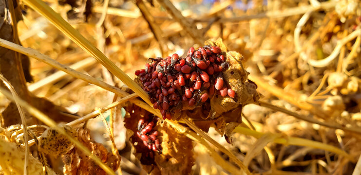 Macro shot of a dense cluster of red bug nymphs on dry vegetation in a field
pine cones on the ground
