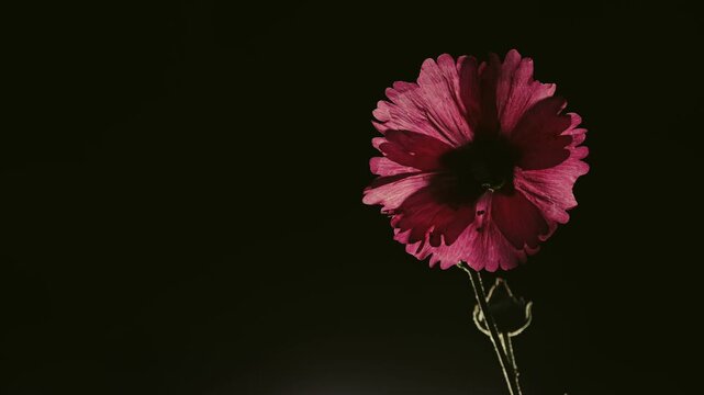 Tokyo, Japan - June 10, 2026: silhouette of Alcea rosea or hollyhock flower illuminated with the rising sun
