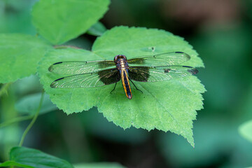 Female Widow Skimmer dragonfly (Libellula luctuosa) resting on a broad, green leaf. © Photovagant
