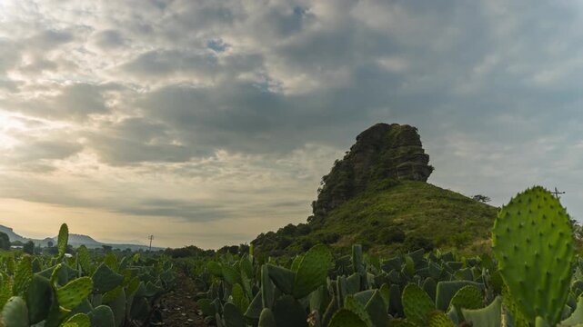 Mexican nopal cactus plantation timelapse at sunset