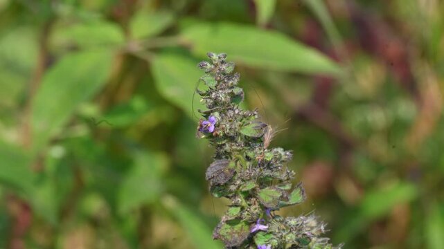 Mesosphaerum suaveolens plant with flowers. Its common name is Hyptis suaveolens,&nbsp;chia,&nbsp;chan plant, chan, bush mint and bukumbar. It&nbsp;is a branching&nbsp;pseudocereal&nbsp;plant native to&nbsp;tropical&nbsp;regions.