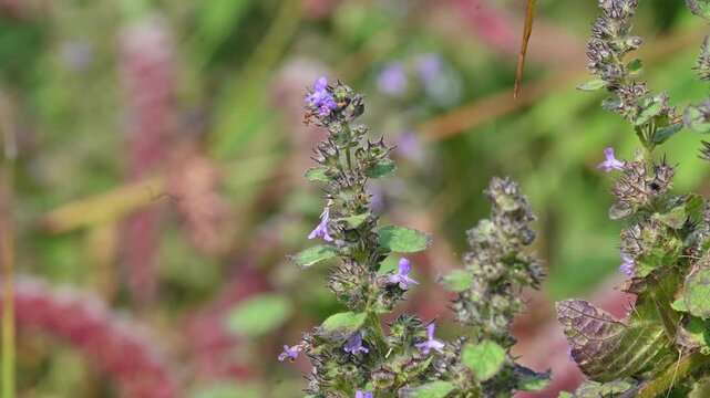 Mesosphaerum suaveolens plant with flowers. Its common name is Hyptis suaveolens,&nbsp;chia,&nbsp;chan plant, chan, bush mint and bukumbar. It&nbsp;is a branching&nbsp;pseudocereal&nbsp;plant native to&nbsp;tropical&nbsp;regions.