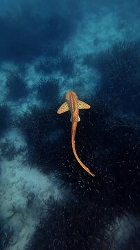Leopard shark swimming gracefully over dark tropical coral reefs in this mesmerizing underwater video footage capturing the serene motion of a spotted marine predator gliding through deep blue ocean w