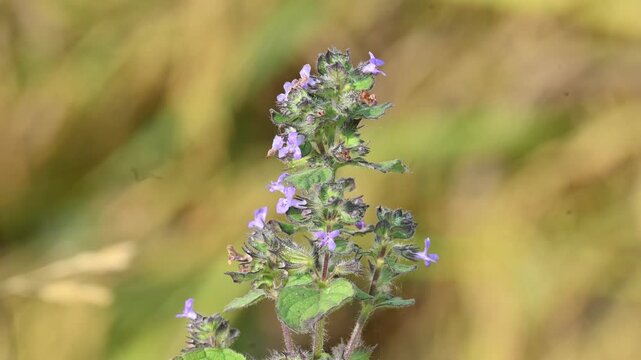 Mesosphaerum suaveolens plant with flowers. Its common name is Hyptis suaveolens,&nbsp;chia,&nbsp;chan plant, chan, bush mint and bukumbar. It&nbsp;is a branching&nbsp;pseudocereal&nbsp;plant native to&nbsp;tropical&nbsp;regions.