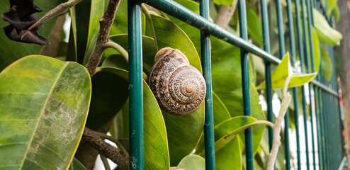 Garden snail (Cornu aspersum) resting on a green leaf behind a metal fence, macro photography snail on green leaf © mawahibetilouguite