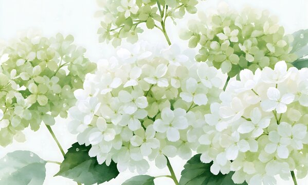 soft watercolor illustration of white and pale green Annabelle hydrangeas, lush layered flower clusters,