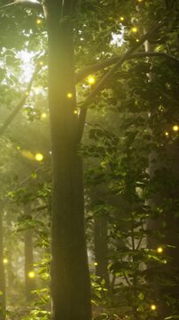 Fireflies glow in the forest in the late evening. Trees and plants surround the scene, creating a natural setting during summer. A soft light adds to the atmosphere in the woods.