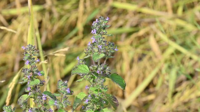 Mesosphaerum suaveolens plant with flowers. Its common name is Hyptis suaveolens,&nbsp;chia,&nbsp;chan plant, chan, bush mint and bukumbar. It&nbsp;is a branching&nbsp;pseudocereal&nbsp;plant native to&nbsp;tropical&nbsp;regions.