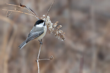 Black-capped chickadee perched on a dried wildflower stem, showing its distinctive black cap in a natural winter habitat. © jgorzynik