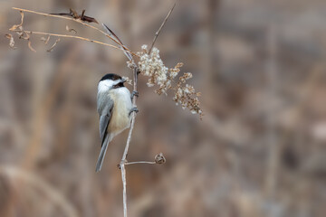 Black-capped chickadee perched on a dried wildflower stem, showing its distinctive black cap in a natural winter habitat. © jgorzynik