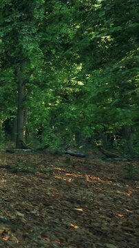 Walking through a forest shows tall trees with green leaves and brown fallen leaves on the ground under bright sunlight. Nature surrounds the path taken by a visitor in this quiet place.