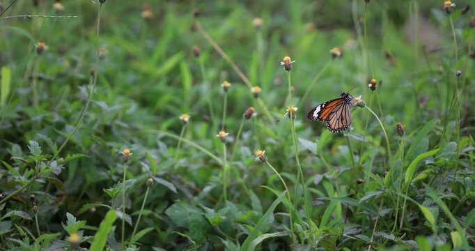 A bright orange butterfly is sipping nectar from a small wildflower in a lush green meadow. A spot-focus macro photograph taken with cinematic natural light. Taken in Myanmar (Southeast Asia).