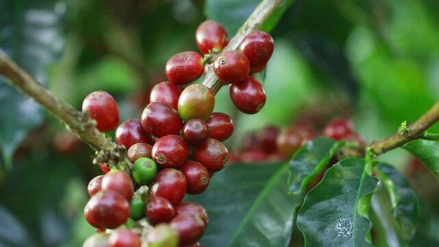Coffee plantation cultivation, Coffee bean business industry. Close up of Red ripe Arabica or Robusta coffee cherries beans on coffee tree at agriculture farm field on the mountain.
