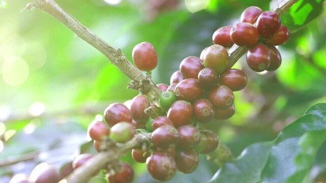 Coffee plantation cultivation, Coffee bean business industry. Close up of Red ripe Arabica or Robusta coffee cherries beans on coffee tree at agriculture farm field on the mountain.
