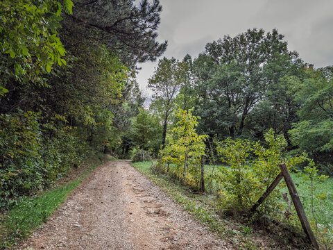 Forest path through dense greenery and trees, showing a rural trail for hiking, walking, outdoor recreation and nature exploration in a wooded mountain landscape in vrh rudnik, serbia.