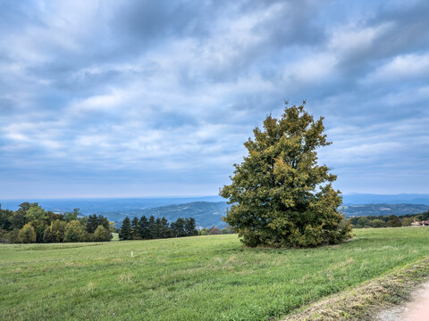 Panoramic landscape on Vrh Rajac with a lone tree, green meadow, cloudy sky, and distant mountain views, showing Serbian nature and hiking scenery in serbia.