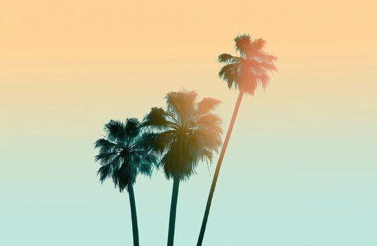a minimalist composition featuring three palm trees silhouetted against a gradient sky the color transition flows vertically from a pale orange yellow at the top to a soft cyan Generative AI