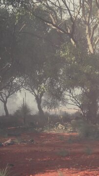 Fog surrounds trees in a forest during early morning hours. The ground is covered in dirt and scattered stones. Nature is still as the mist lingers among the branches.