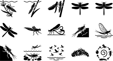Set of dragonfly life cycle icons and illustrations. © Merah