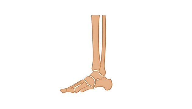 Anatomical Diagram of Human Foot and Ankle Bones