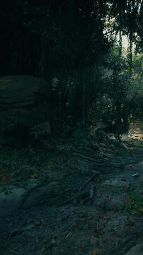 A walking trail is seen in a dense forest. Sunlight breaks through the trees, highlighting a rocky area and some fallen leaves. The path is surrounded by greenery and shadows.