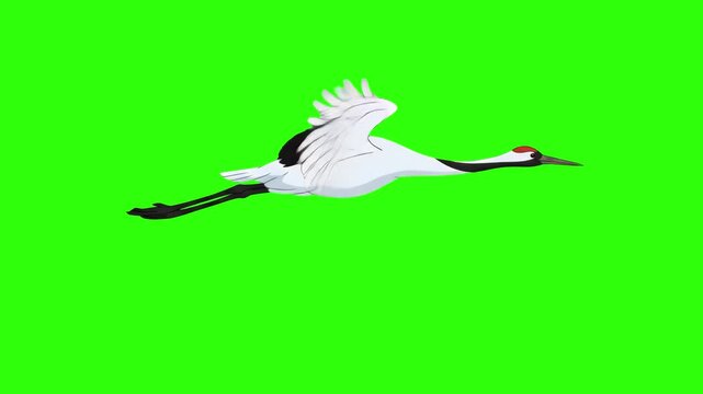 A white red-crowned crane flies gracefully in a side profile with wings outstretched against a solid chroma key green screen. This elegant animal animation is perfect for nature documentaries, cultura