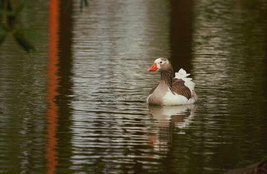 patos y paisaje parque de mayo