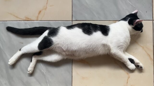 Domestic Black and White Cat Sleeping on the Tiled Floor
