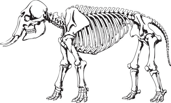 An illustration of a mammoth skeleton standing in profile view on a plain