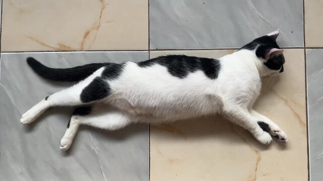 Domestic Black and White Cat Sleeping on the Tiled Floor