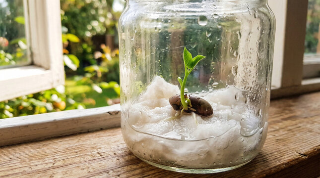 Simple Experiments for Kids Observing Seed Jar Growth with a Sprouting Bean Plant Inside a Glass Container Placed on a Sunny Window Sill