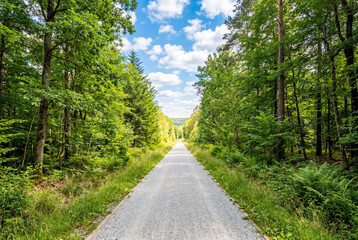 Fototapeta premium Straight unpaved pathway extending through a vibrant green forest under a bright blue summer sky