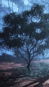 A single tree stands in a misty forest during the early morning. The ground is covered with leaves and the light filters softly through the fog, revealing nearby plants.