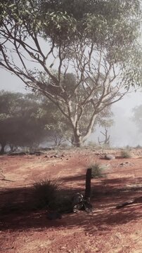 A eucalyptus tree is seen standing in a foggy area surrounded by sparse vegetation. The ground is dry and red with some grass. The scene shows a quiet moment in nature.