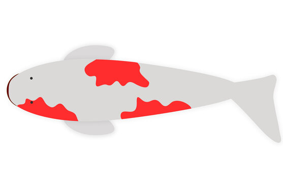 Minimalist Red and White Koi Fish Isolated on Transparent Background