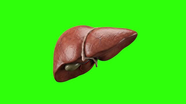 A realistic 3D render of human liver anatomy with the gallbladder visible, isolated on a bright green chroma key background. Designed for medical animations, hepatology presentations, internal organ s