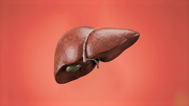 A detailed 3D anatomical render of the human liver showing gallbladder detail, set against a soft coral red studio backdrop. Perfect for hepatology medical animations, liver health commercials, biolog