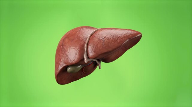 A realistic 3D representation of the human liver and gallbladder rotates smoothly against a soft, solid green backdrop. This medical visual is ideal for health science courseware, clinical training, a