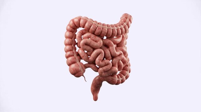 A detailed 3D anatomical render of human small and large intestines showing realistic digestive tract tissue, isolated on a white background. Excellent for gastroenterology presentations, digestive he