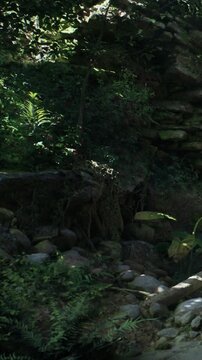 People walk along a rocky stream in a forest. Sunlight filters through the trees, illuminating green plants and stones. The scene shows nature in a vibrant setting.