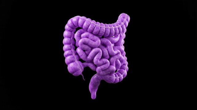 A detailed 3D anatomical model of the human digestive tract including small and large intestines isolated on a black background. Great for medical education, gastroenterology promos, gut health videos