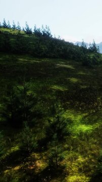 A hill covered with grass and small trees is seen in bright daylight. The sun shines on the landscape, highlighting the green vegetation on the hillside.